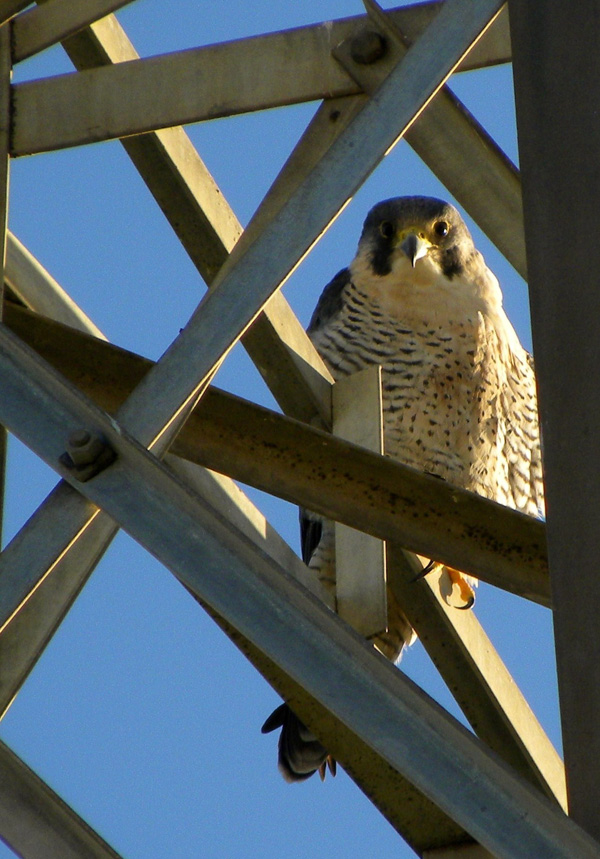 Falco peregrinus calidus tipo